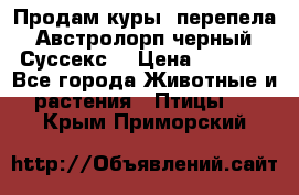 Продам куры, перепела. Австролорп черный. Суссекс. › Цена ­ 1 500 - Все города Животные и растения » Птицы   . Крым,Приморский